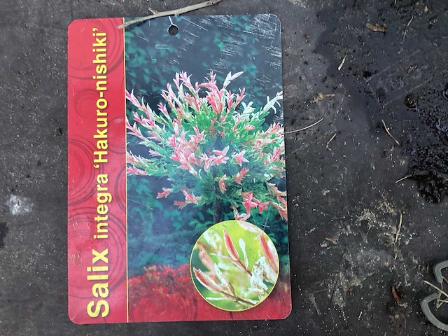 Assortiment stammen - roos - salix - photinia (x30) - afbeelding 6 van  7