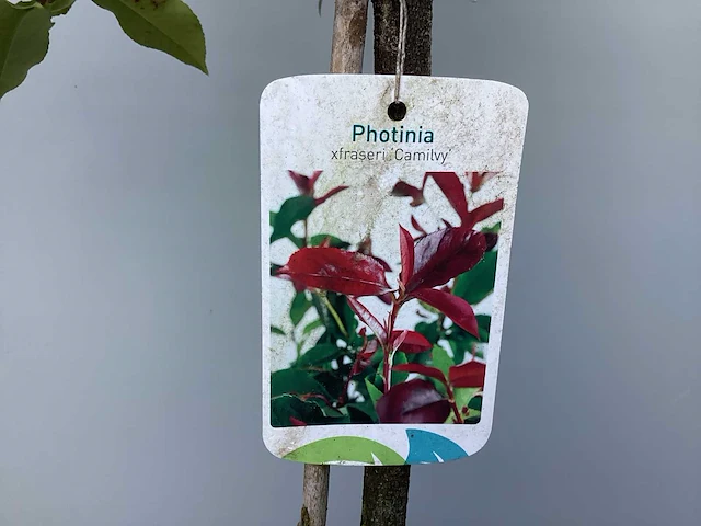 Assortiment stammen - roos - salix - photinia (x30) - afbeelding 3 van  8