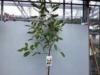 Assortiment stammen - roos - salix - photinia (x30) - afbeelding 4 van  8