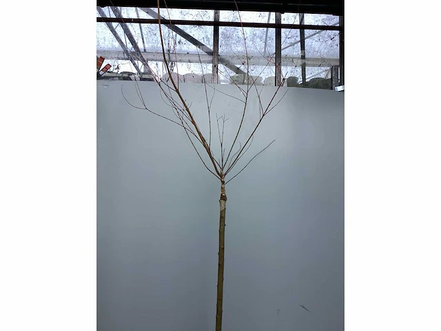 Assortiment stammen - roos - salix - photinia (x30) - afbeelding 8 van  8