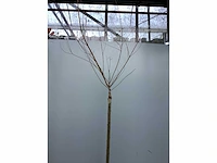 Assortiment stammen - roos - salix - photinia (x30) - afbeelding 8 van  8