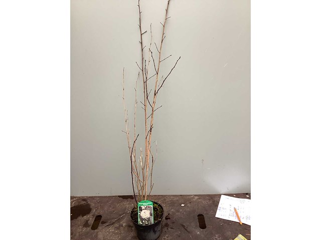 Assortiment struiken - physocarpus opulifolius - viburnum tinus (x100) - afbeelding 2 van  4