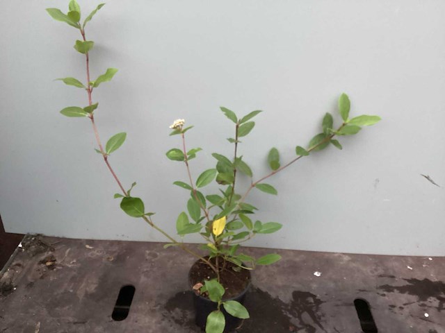 Assortiment struiken - physocarpus opulifolius - viburnum tinus (x100) - afbeelding 3 van  4