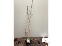 Assortiment struiken - physocarpus opulifolius - viburnum tinus (x100) - afbeelding 2 van  4
