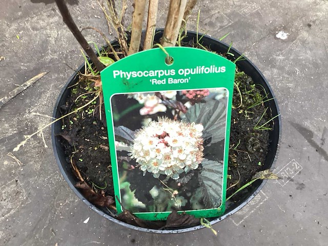 Assortiment struiken - physocarpus opulifolius - viburnum tinus (x100) - afbeelding 1 van  4