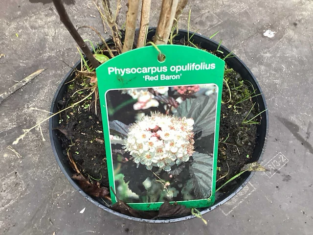 Assortiment struiken - physocarpus opulifolius - viburnum tinus (x100) - afbeelding 1 van  4
