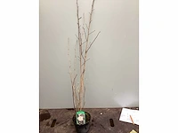 Assortiment struiken - physocarpus opulifolius - viburnum tinus (x100) - afbeelding 2 van  4