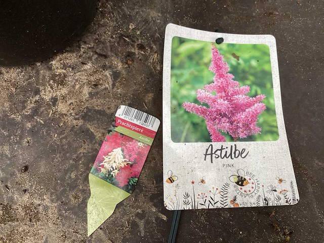 Assortiment vaste planten - hemerocallis - astilbe - rudbeckia - kniphofia - echinacea - nepeta (x60) - afbeelding 3 van  7