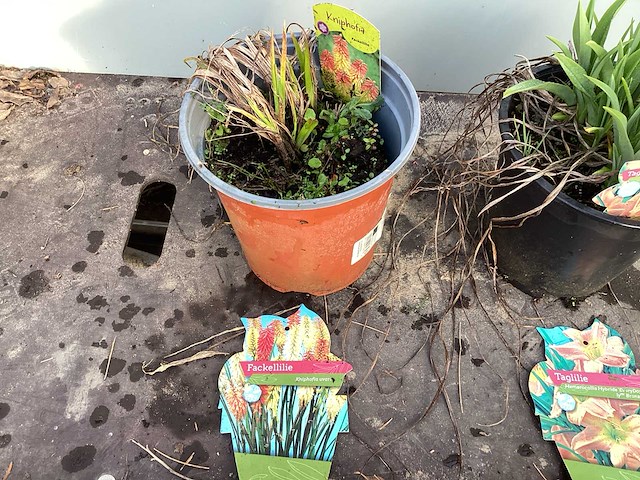 Assortiment vaste planten - hemerocallis - astilbe - rudbeckia - kniphofia - echinacea - nepeta (x60) - afbeelding 4 van  7