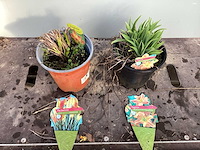 Assortiment vaste planten - hemerocallis - astilbe - rudbeckia - kniphofia - echinacea - nepeta (x60) - afbeelding 6 van  7