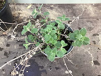 Assortiment vaste planten - hemerocallis - astilbe - rudbeckia - kniphofia - echinacea - nepeta (x60) - afbeelding 7 van  7