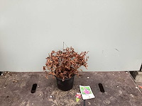 Assortiment vaste planten - hemerocallis - astilbe - rudbeckia - kniphofia - echinacea - nepeta (x60) - afbeelding 2 van  5