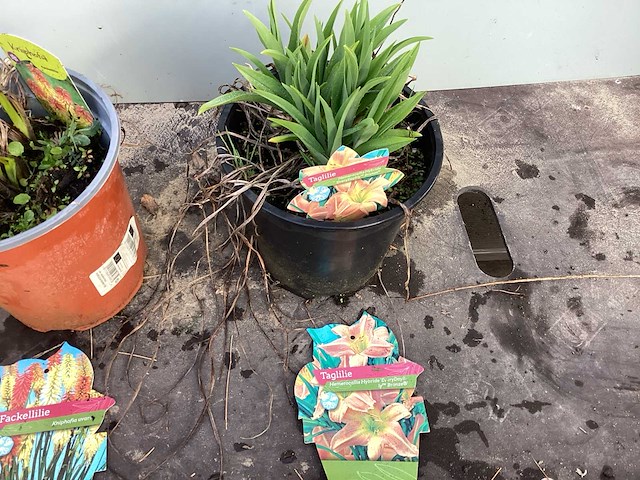 Assortiment vaste planten - hemerocallis - astilbe - rudbeckia - kniphofia - echinacea - nepeta (x60) - afbeelding 4 van  5