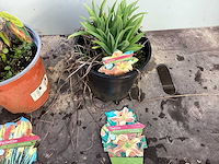 Assortiment vaste planten - hemerocallis - astilbe - rudbeckia - kniphofia - echinacea - nepeta (x60) - afbeelding 4 van  5