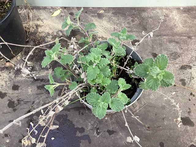 Assortiment vaste planten - hemerocallis - astilbe - rudbeckia - kniphofia - echinacea - nepeta (x60) - afbeelding 5 van  5