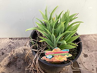 Assortiment vaste planten - hemerocallis - kniphofia - echinacea - salvia (x80) - afbeelding 6 van  7