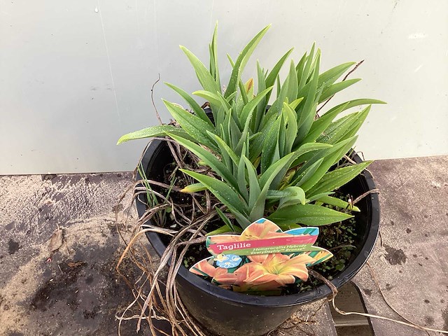 Assortiment vaste planten - hemerocallis - kniphofia - echinacea - salvia (x80) - afbeelding 6 van  7