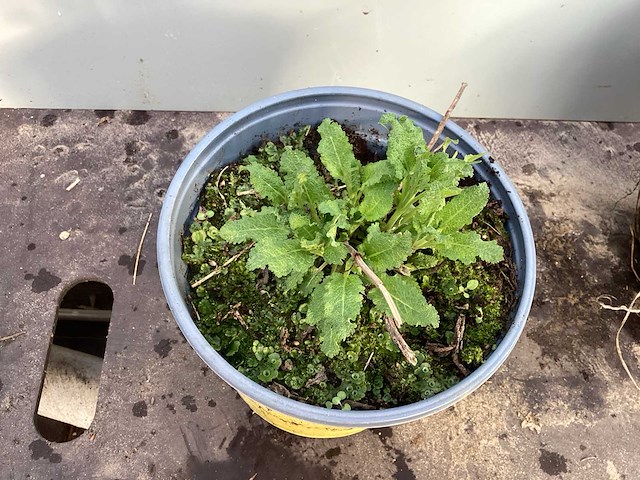 Assortiment vaste planten - hemerocallis - kniphofia - echinacea - salvia (x80) - afbeelding 7 van  7