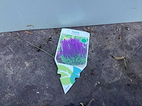 Assortiment vaste planten - hemerocallis - kniphofia - echinacea - salvia (x80) - afbeelding 2 van  7