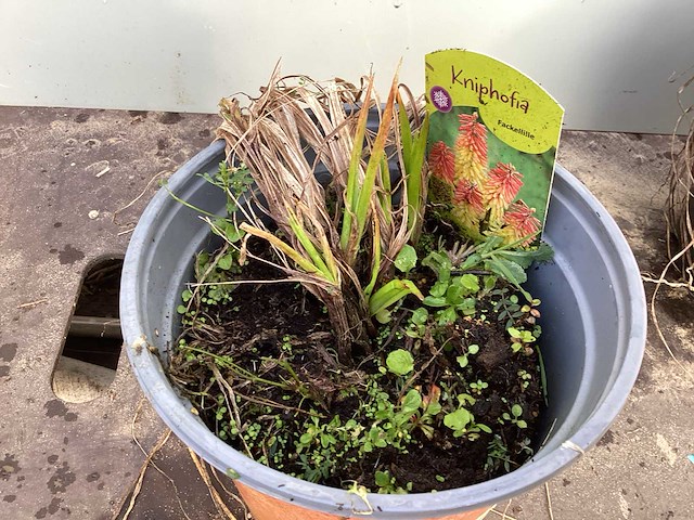 Assortiment vaste planten - hemerocallis - kniphofia - echinacea - salvia (x80) - afbeelding 3 van  7