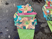 Assortiment vaste planten - hemerocallis - kniphofia - echinacea - salvia (x80) - afbeelding 4 van  7