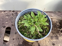 Assortiment vaste planten - hemerocallis - kniphofia - echinacea - salvia (x80) - afbeelding 7 van  7