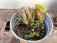 Assortiment vaste planten - hemerocallis - kniphofia - echinacea - salvia (x80) - afbeelding 3 van  7