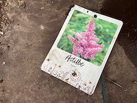 Assortiment vaste planten - hemerocallis - kniphofia , astilbe - salvia (x60) - afbeelding 7 van  8