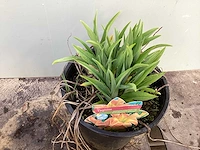 Assortiment vaste planten - hemerocallis - kniphofia , astilbe - salvia (x60) - afbeelding 5 van  8