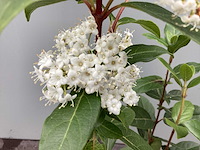 Assortiment vaste planten - viburnum tinus - viburnum opulus roseum - leucothoe - viburnum davidii (x100) - afbeelding 1 van  3