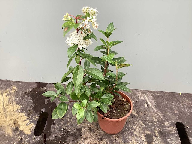 Assortiment vaste planten - viburnum tinus - viburnum opulus roseum - leucothoe - viburnum davidii (x100) - afbeelding 2 van  3