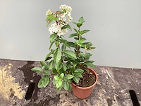 Assortiment vaste planten - viburnum tinus - viburnum opulus roseum - leucothoe - viburnum davidii (x100) - afbeelding 2 van  3