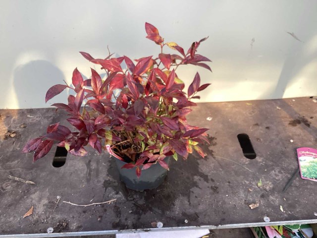 Assortiment vaste planten - viburnum tinus - viburnum opulus roseum - leucothoe - viburnum davidii (x100) - afbeelding 3 van  3