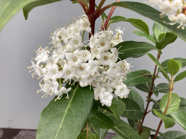 Assortiment vaste planten - viburnum tinus - viburnum opulus roseum - leucothoe - viburnum davidii (x100) - afbeelding 1 van  4