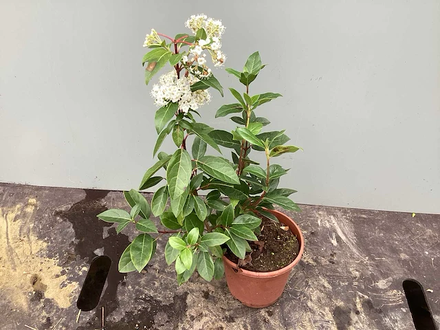 Assortiment vaste planten - viburnum tinus - viburnum opulus roseum - leucothoe - viburnum davidii (x100) - afbeelding 2 van  4