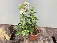 Assortiment vaste planten - viburnum tinus - viburnum opulus roseum - leucothoe - viburnum davidii (x100) - afbeelding 2 van  4