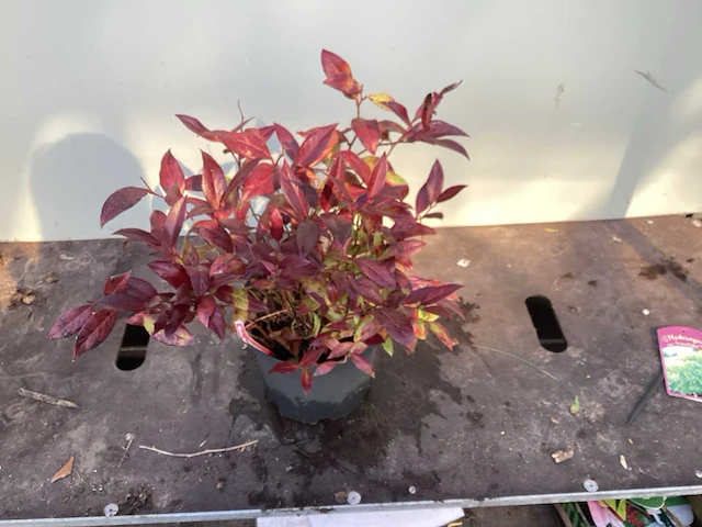 Assortiment vaste planten - viburnum tinus - viburnum opulus roseum - leucothoe - viburnum davidii (x100) - afbeelding 4 van  4
