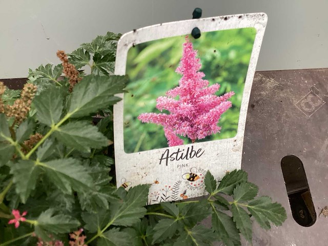 Assortiment vaste planten en bodembedekkers - astilbe - ajanya - nepeta (x95) - afbeelding 1 van  6