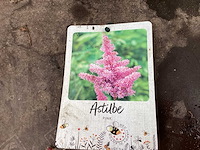 Assortiment vaste planten en bodembedekkers - astilbe - ajanya - nepeta (x95) - afbeelding 2 van  6