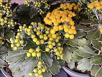 Assortiment vaste planten en bodembedekkers - astilbe - ajanya - nepeta (x95) - afbeelding 6 van  6