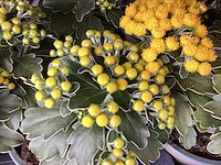 Assortiment vaste planten en bodembedekkers - astilbe - ajanya - nepeta (x95) - afbeelding 7 van  7