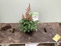 Assortiment vaste planten en bodembedekkers - astilbe - ajanya - nepeta (x95) - afbeelding 7 van  7