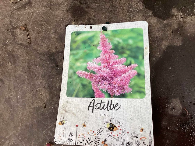 Assortiment vaste planten en bodembedekkers - astilbe - ajanya - nepeta (x95) - afbeelding 1 van  7