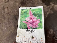 Assortiment vaste planten en bodembedekkers - astilbe - ajanya - nepeta (x95) - afbeelding 1 van  7