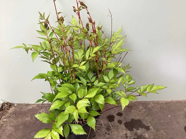 Assortiment vaste planten en bodembedekkers - astilbe - ajanya - nepeta (x95) - afbeelding 2 van  7