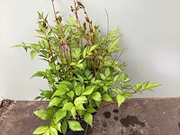 Assortiment vaste planten en bodembedekkers - astilbe - ajanya - nepeta (x95) - afbeelding 2 van  7