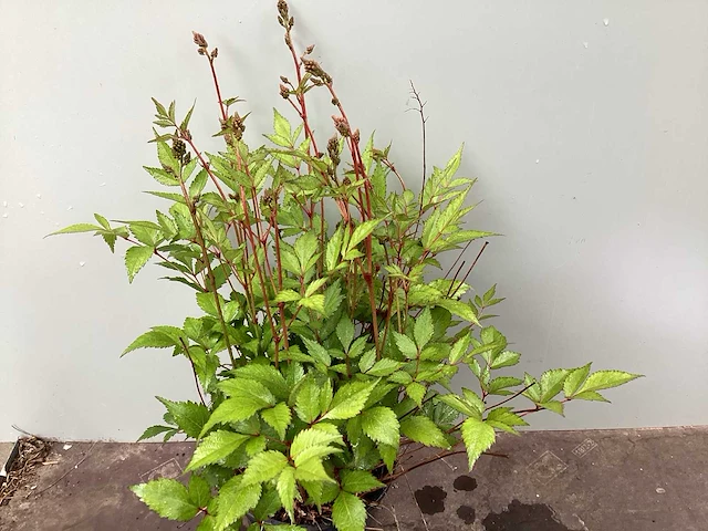 Assortiment vaste planten en bodembedekkers - astilbe - ajanya - nepeta (x95) - afbeelding 3 van  7
