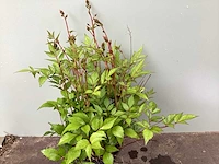 Assortiment vaste planten en bodembedekkers - astilbe - ajanya - nepeta (x95) - afbeelding 3 van  7