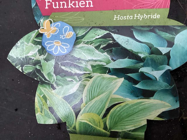 Assortiment vaste planten en bodembedekkers - astilbe - heuchera - hosta - nepeta (x200) - afbeelding 4 van  4