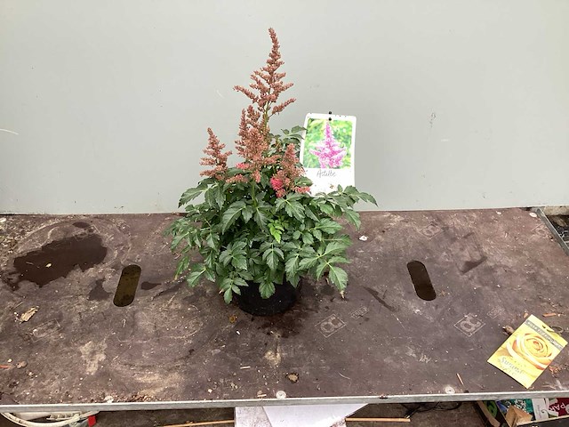 Assortiment vaste planten en bodembedekkers - astilbe - heuchera - hosta - nepeta (x200) - afbeelding 2 van  4